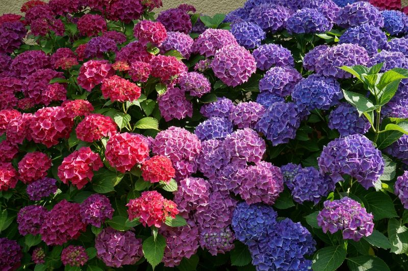 Hortensii multicolore