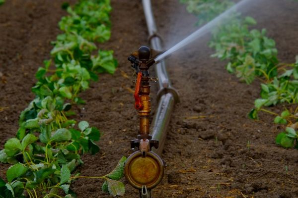 Irigarea culturilor agricole - Intervalul de timp ideal