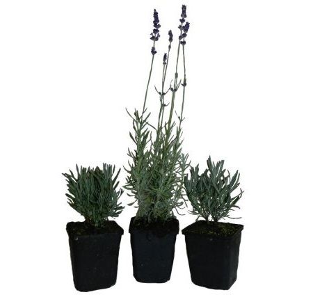 Lavanda cu flori roz, albe si albastre