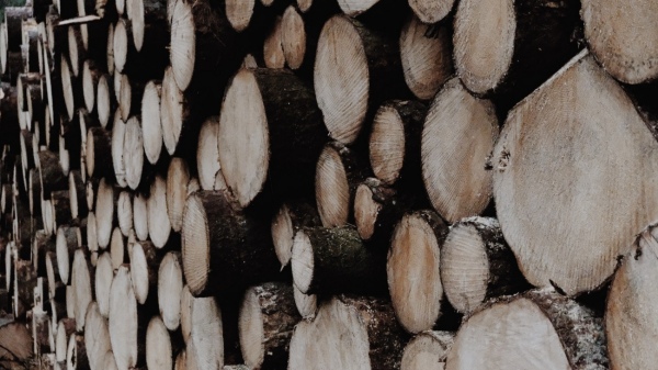 Centrala pe lemne: Cea mai buna optiune pentru o incalzire ecologica