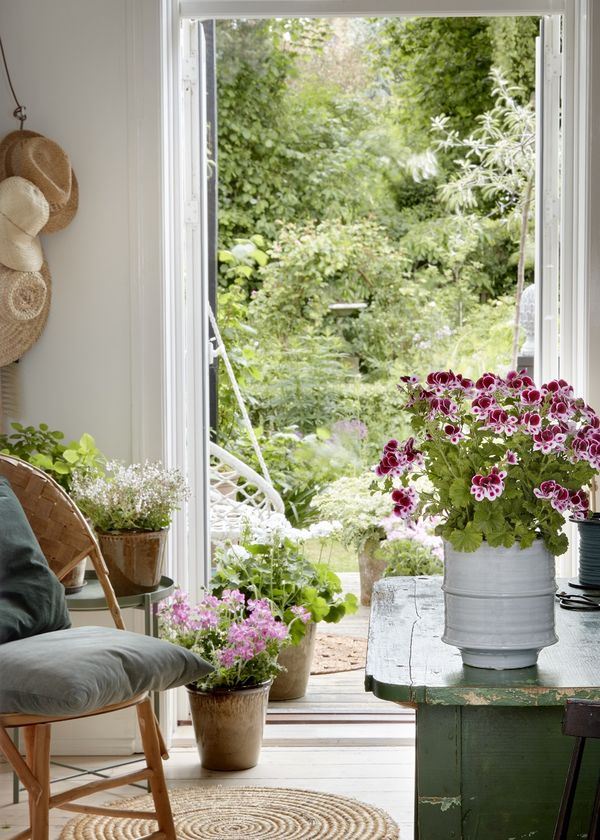 Muscate nobile pentru interior