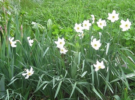 Narcissus poeticus