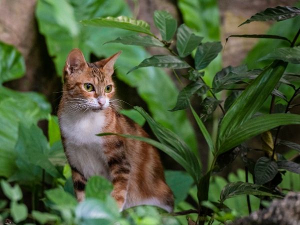 Sapte plante de apartament care vor incanta orice pisica