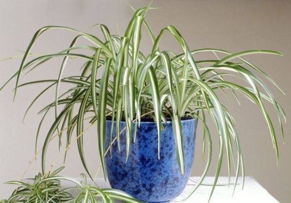 Planta paianjen
