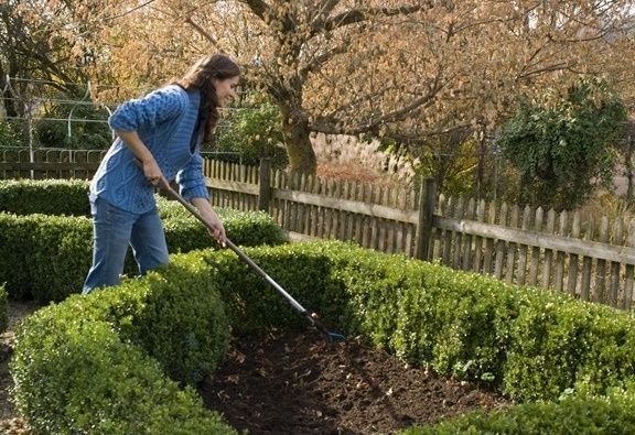 Inceputul perioadei de plantare pentru arbori si arbusti