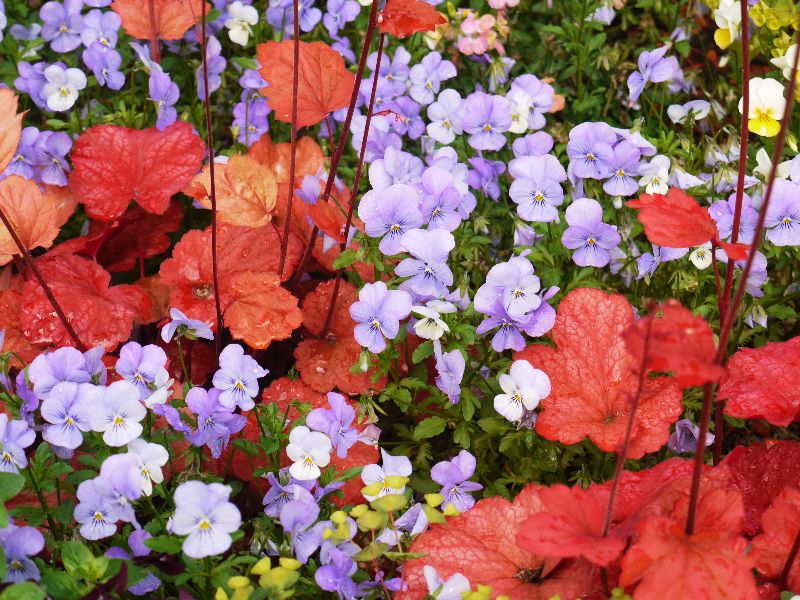 Plantare Heuchera
