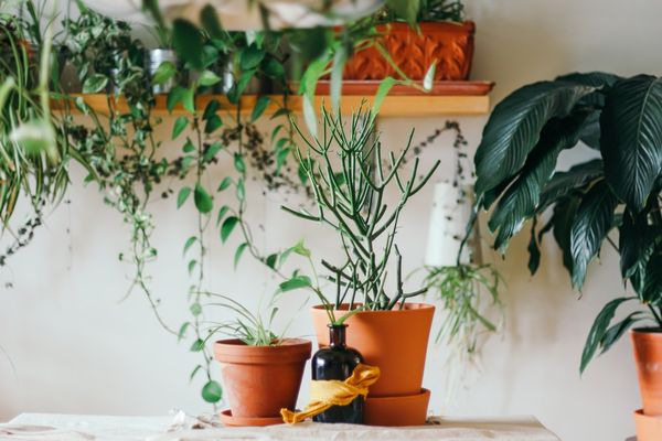 Plante artificiale