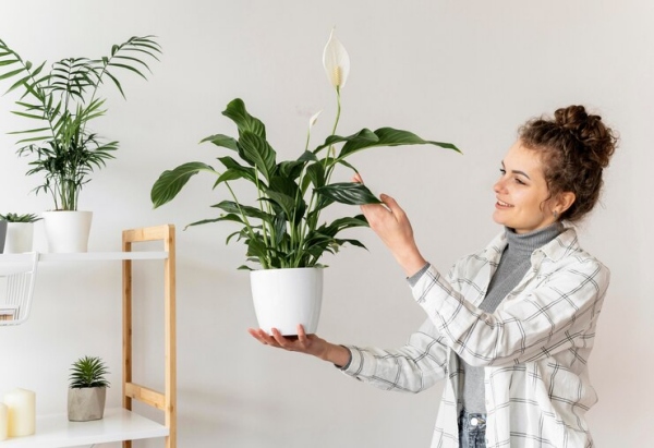 5 plante usor de ingrijit care purifica aerul din locuinta