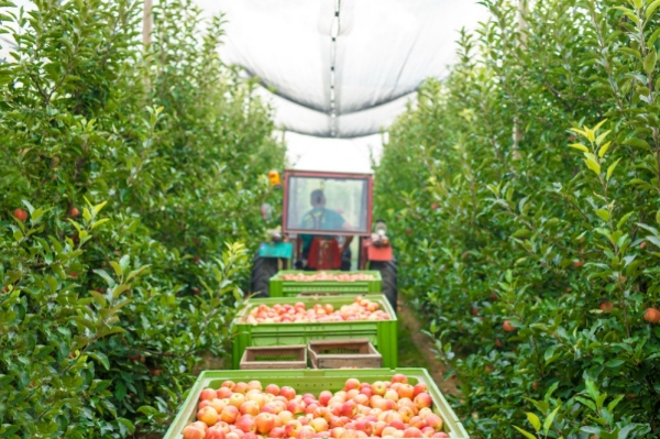 Rolul adjuvantilor in cresterea eficientei produselor fitosanitare in agricultura