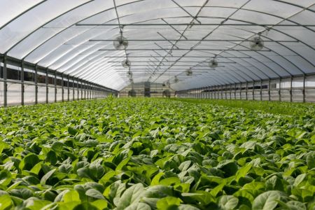 Sfaturi pentru protejarea plantelor fragile din sera pe durata iernii