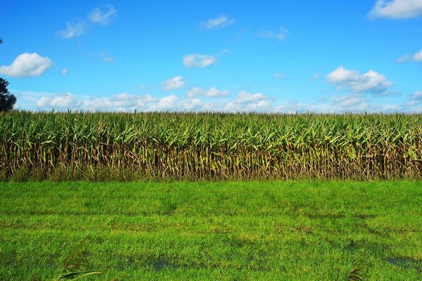 Seminte plante furajere agricultura