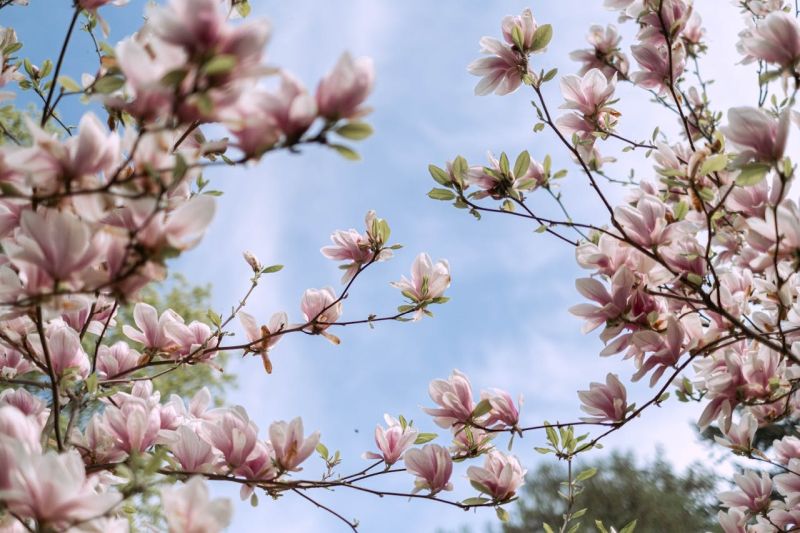 Magnolia