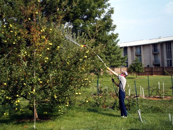 Stropirea pomilor fructiferi cu produse eficiente de la Pesticide-AZ - Livezi sanatoase si bogate