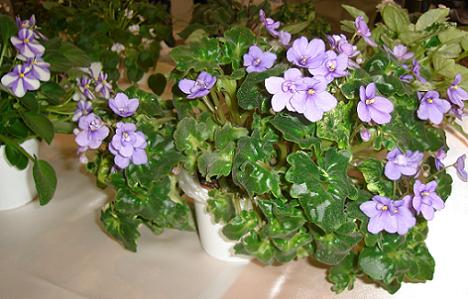 Violeta africana
