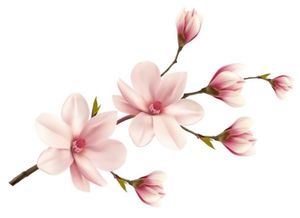 STICKER DECORATIV MAGNOLIE - STICKER DECORATIV MAGNOLIE