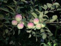 pepiniera pomi fructiferi 27477