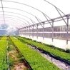 SERE, SOLARII, FERME ZOOTEHNICE, GRAJDURI, DEPOZITE CEREALE, UTILAJE - SERE, SOLARII, FERME ZOOTEHNICE, GRAJDURI, DEPOZITE CEREALE, UTILAJE