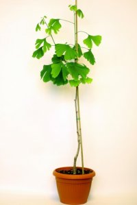 ginkgo biloba 29719