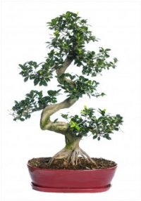 BONSAI - BONSAI