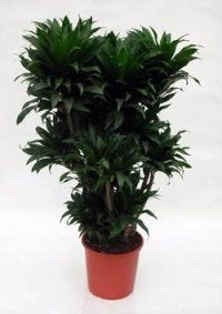 planta decorativa 6694