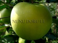 PEPINIERA POMI FRUCTIFERI - PEPINIERA POMI FRUCTIFERI