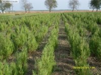 THUJA ORIENTALIS (TUIA) - THUJA ORIENTALIS (TUIA)