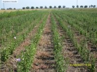 HIBISCUS SYRIACUS (ZAMOSITA DE SIRIA) - HIBISCUS SYRIACUS (ZAMOSITA DE SIRIA)