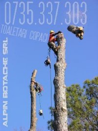 BOTACHE SRL - TAIERI COPACI 47869