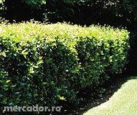 VINDEM LIGUSTRUM - VINDEM LIGUSTRUM