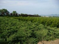 JUNIPERUS HORIZONTALIS - JUNIPERUS HORIZONTALIS