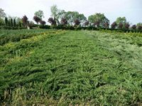 JUNIPERUS SABINA NANA - JUNIPERUS SABINA NANA