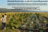 PRODUCATOR PAULOWNIA IN ROMANIA - PRODUCATOR PAULOWNIA IN ROMANIA