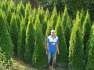 thuja smaragd 56052