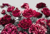 FOTOTAPET FLORI - BUJORI SALBATICI VLIES - FOTOTAPET FLORI - BUJORI SALBATICI VLIES