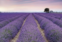 FOTOTAPET FLORI LAVANDA PROVENCE VLIES - FOTOTAPET FLORI LAVANDA PROVENCE VLIES