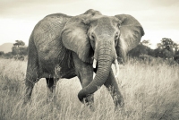 FOTOTAPET NATURA - ELEFANT AFRICAN VLIES - FOTOTAPET NATURA - ELEFANT AFRICAN VLIES