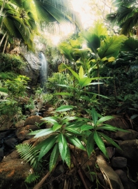 FOTOTAPET NATURA - SPIRITUL VALLE DE MAI VLIES - FOTOTAPET NATURA - SPIRITUL VALLE DE MAI VLIES