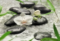 FOTOTAPET FLORAL PURITATEA ORHIDEEI ALBE - FOTOTAPET FLORAL PURITATEA ORHIDEEI ALBE
