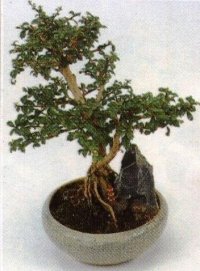 BONSAI  9235 - BONSAI  9235