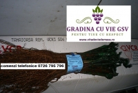 SC GRADINA CU VIE GSV SRL 87224