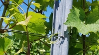 SARMA PENTRU VITA-DE-VIE CRAPAL OPTIMUM - SARMA PENTRU VITA-DE-VIE CRAPAL OPTIMUM