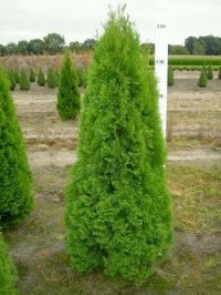 THUJA SMARAGD, CHAMAECYPARIS SI JUNIPERUS - THUJA SMARAGD, CHAMAECYPARIS SI JUNIPERUS