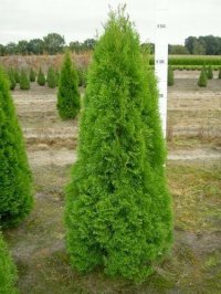 THUJA SMARAGD 9428