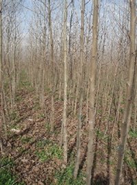 PLATANUS ACERIFOLIA, ORIENTALIS - PLATANUS ACERIFOLIA, ORIENTALIS