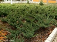 JUNIPERUS SABINA - JUNIPERUS SABINA