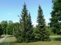 PICEA OMORICA - PICEA OMORICA