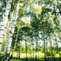 FOTOTAPET SUNSHINE FOREST 366 CM X 254 CM - FOTOTAPET SUNSHINE FOREST 366 CM X 254 CM