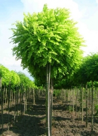 ROBINIA PSEUDOACACIA UMBRACULIFERA (SALCAM GLOBULAR) - ROBINIA PSEUDOACACIA UMBRACULIFERA (SALCAM GLOBULAR)