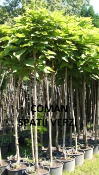 CATALPA BIGNONIOIDES NANA (GLOBULARA) - CATALPA BIGNONIOIDES NANA (GLOBULARA)