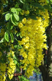 LABURNUM VOSSII - LABURNUM VOSSII